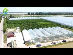 কৃষি টানেল ফিল্ম গ্রীনহাউস একক স্তর মাল্টি স্প্যান