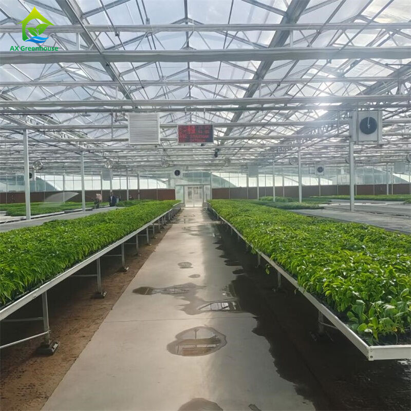 বুদ্ধিমান টেম্পারড গ্লাস স্বচ্ছ গ্রিন হাউস বৃহৎ মাল্টি-স্প্যান হট ডিপ গ্যালভানাইজড স্টিল পাইপ এগ্রিকালচারাল গ্লাস গ্রিনহাউস প্ল্যান্ট ফুল চাষের জন্য