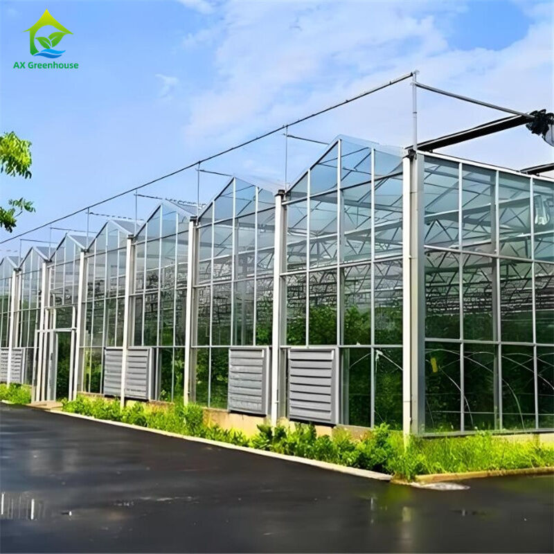 টমেটো স্ট্রবেরির জন্য বীজতলা হাইড্রোপনিক সহ বৃহৎ মাল্টি-স্প্যান বাণিজ্যিক ভেনলো গ্লাস গ্রিনহাউস